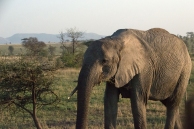 Elephant #11