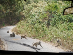 Outta the way, monkeys!